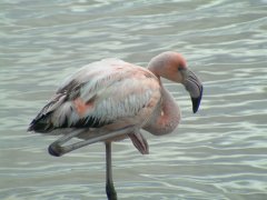 06-Flamingo